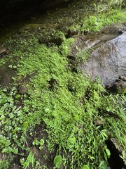 Selaginella apoda