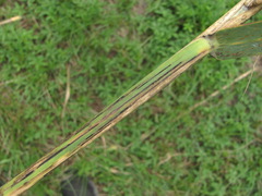 Puccinia