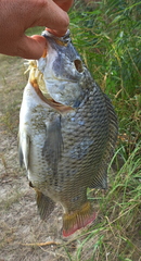Oreochromis