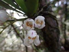 Sarcochilus falcatus