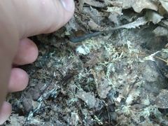 Cortinarius flavifolius