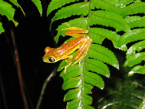 Agalychnis lemur