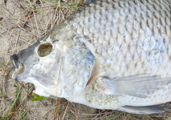 Oreochromis