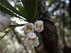 Sarcochilus falcatus