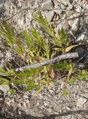 Gratiola officinalis