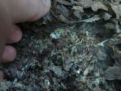 Cortinarius flavifolius