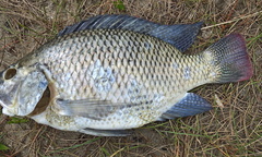 Oreochromis
