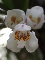 Sarcochilus falcatus