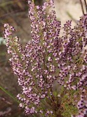 Erica opulenta