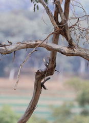 Nymphicus hollandicus