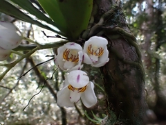 Sarcochilus falcatus
