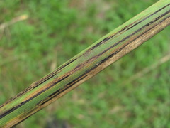 Puccinia