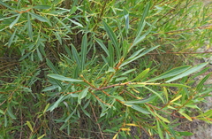 Salix vinogradovii