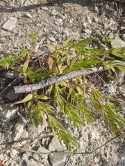 Gratiola officinalis