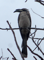 Lophoceros nasutus