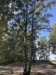 Betula pendula