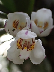 Sarcochilus falcatus