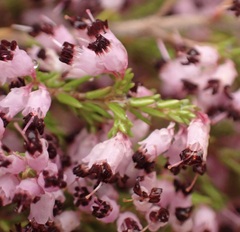 Erica opulenta