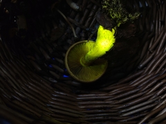 Cortinarius flavifolius