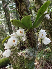 Sarcochilus falcatus