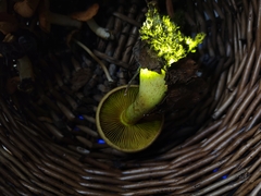 Cortinarius flavifolius