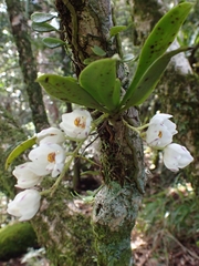 Sarcochilus falcatus