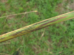 Puccinia