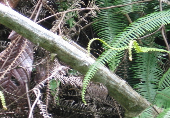 Costa Rican Four-lined Skink