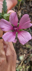 Althaea cannabina