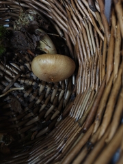 Cortinarius flavifolius