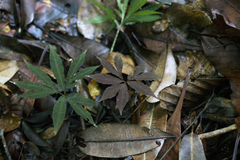 Amorphophallus pendulus