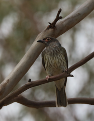 Sphecotheres vieilloti