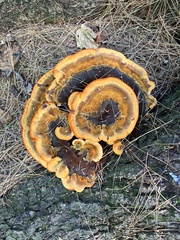 Phaeolus