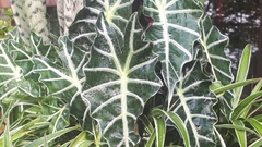 Alocasia amazonica