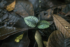 Nephelaphyllum pulchrum