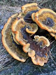 Phaeolus
