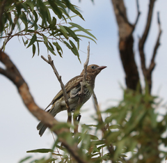 Sphecotheres vieilloti