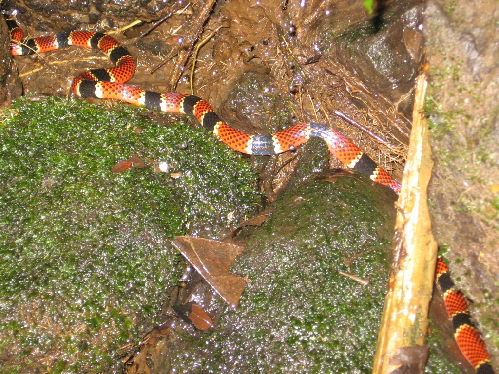 Allen's Coral Snake