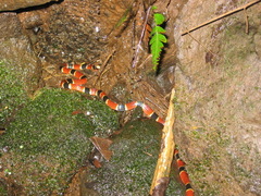 Micrurus alleni