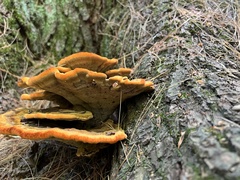 Phaeolus
