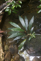 Schismatoglottis multiflora