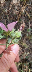 Althaea cannabina