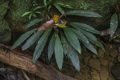 Schismatoglottis multiflora