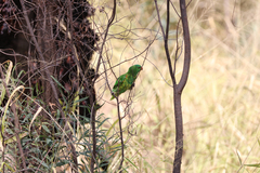 Trichoglossus chlorolepidotus