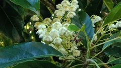 Elaeocarpus serratus