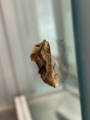 Oraesia emarginata