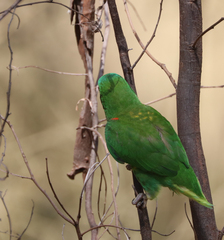 Trichoglossus chlorolepidotus
