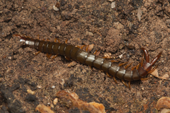 Cormocephalus