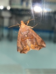 Oraesia emarginata