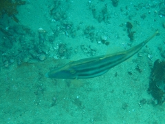 Meuschenia trachylepis